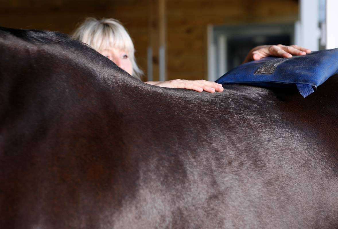 Horse physio treatment