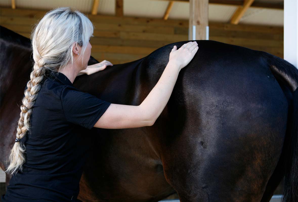 Horse physio treatment