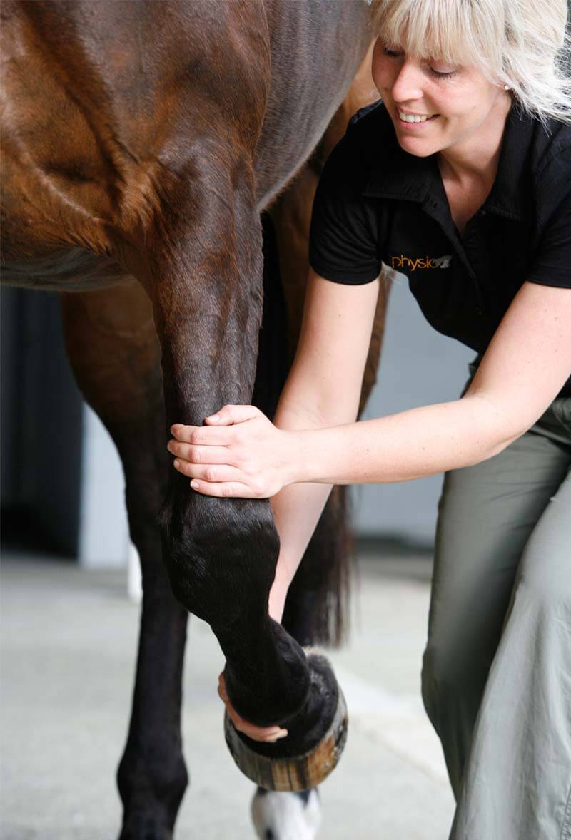 Horse physio treatment