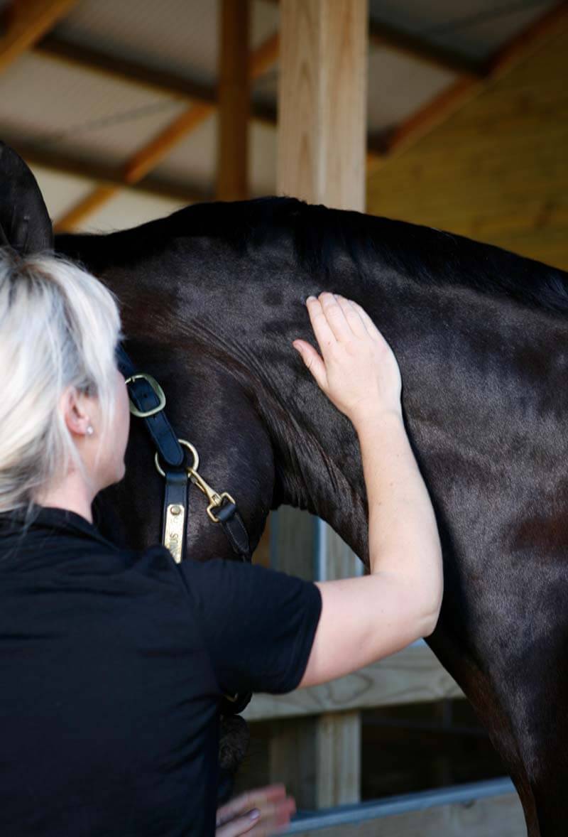 Horse neck physio treatment