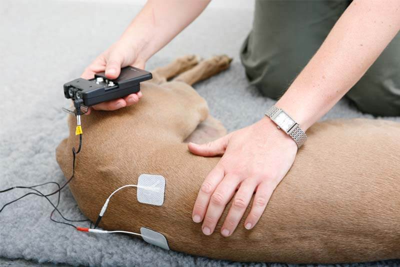 Small animal physio treatment
