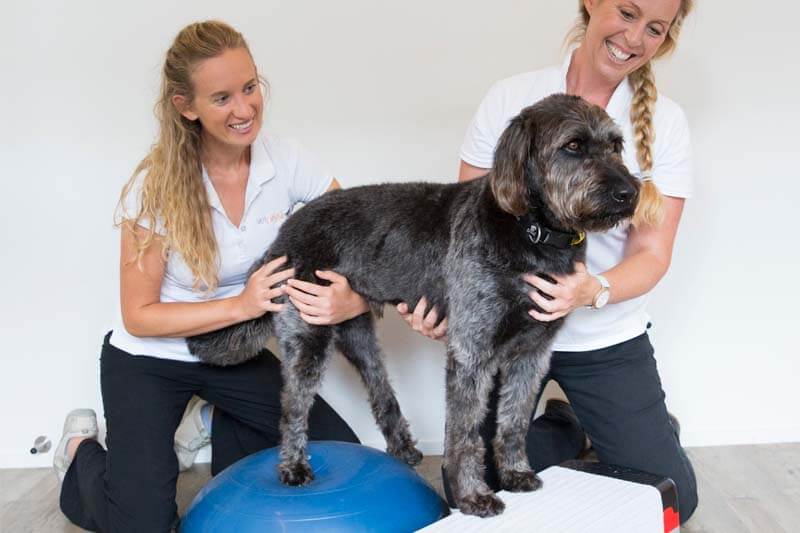 Small animal physio treatment