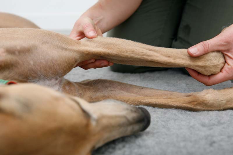 Dog physio treatment