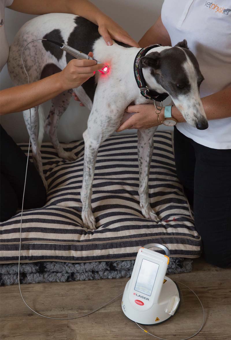 Laser treatment on small dog by vet physio